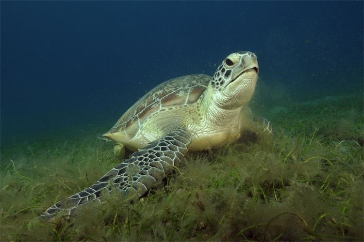 Slika /arhiva_gospodarstvo/dokumenti/Chelonia mydas.jpg